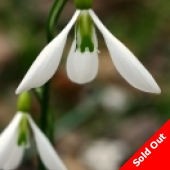 Galanthus - Ding Dong